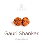 9 Mukhi Gauri Shankar Rudraksha (Super Collector)