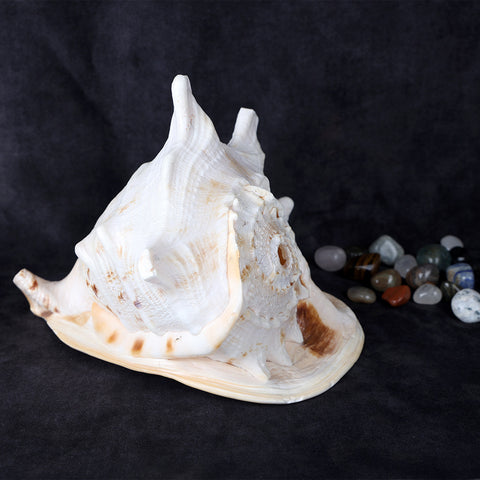 Premium Gomukhi Shankha (Queen Helmet) for Puja Rituals, Radiating Serenity, Strength, and Divine Spiritual Grace. Premium Gomukhi Shankha (Queen Helmet) for Puja Rituals, Radiating Serenity, Strength, and Divine Spiritual Grace