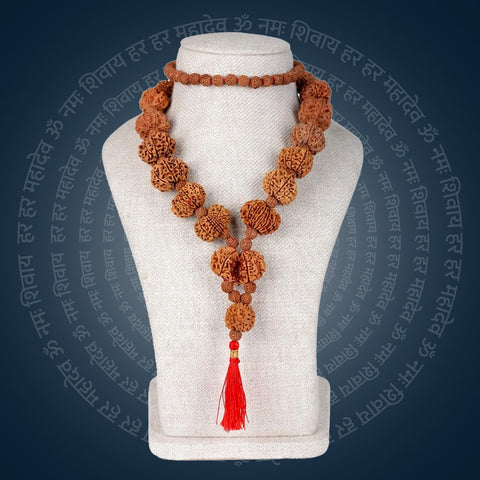 Siddha Mala with 1 Mukhi Underdeveloped (Collector Grade, Nepal- Thread)