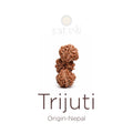 Trijuti Rudraksha bead natural Nepali rare three joined Rudraksha. India’s Premium Rudraksha Beads Brand - www.satvikstore.in